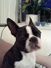 Very healthy and cute Boston Terrier puppies for you.