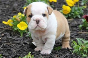 Charming English Bulldog Puppies Image eClassifieds4u