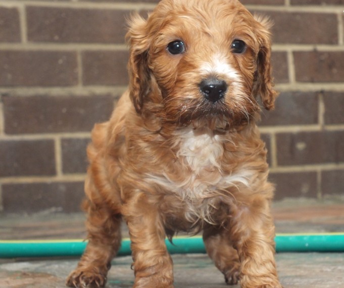 Gorgeous F2b apoo Puppies text (251) 237-34 Image eClassifieds4u