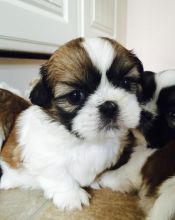 Beautiful Kc Reg Shih Tzu Puppies Ready Now text (251) 237-34 Image eClassifieds4U