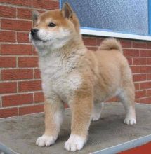 Beautiful Shiba Inu Puppies Ready Now text (251) 237-34 Image eClassifieds4u 2