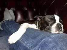 Blue Boston Terrier Puppies Image eClassifieds4U