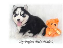 Brilliant Husky Dog Image eClassifieds4U