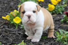 Charming English Bulldog Puppies Image eClassifieds4U