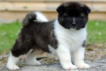 For Sale 4 Gorgeous Akita Puppies text (251) 237-34 Image eClassifieds4u 2
