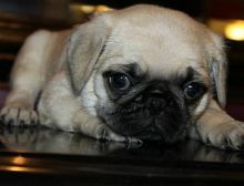 Meet Pugsey, the funniest, wildest, most adorable Pug you ever did see! Image eClassifieds4U