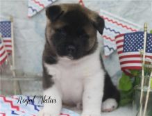 Purebred and Standard American Akita Puppies Image eClassifieds4U