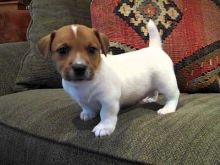 Stunning Jack Russell Puppies text (251) 237-34 Image eClassifieds4u 3