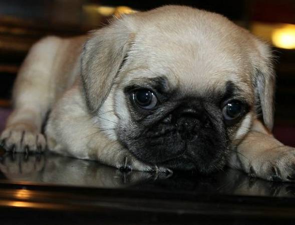 Meet Pugsey, the funniest, wildest, most adorable Pug you ever did see! Image eClassifieds4u