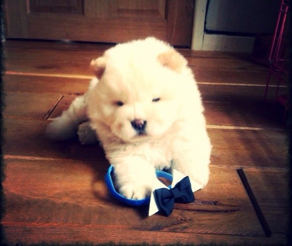 Stunning Cream Male Chow Chow Puppies text (251) 237-34 Image eClassifieds4u