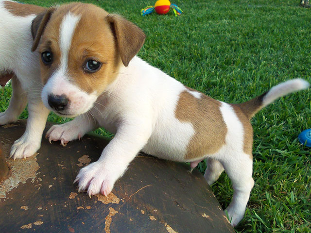Stunning Jack Russell Puppies text (251) 237-34 Image eClassifieds4u