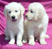 Charming lovely Golden Retriever puppies available for new