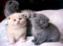 Male and Female Scottish Fold Kittens