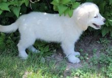 wonderful golden retrievers