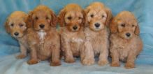 1st Generation Labradoodle Puppies Image eClassifieds4U