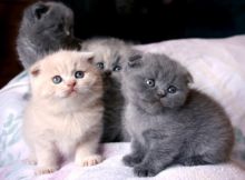 Male and Female Scottish Fold Kittens Image eClassifieds4U