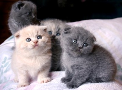 Male and Female Scottish Fold Kittens Image eClassifieds4u