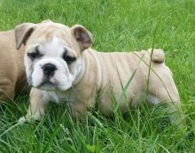 12 Weeks old English Bulldog Puppy -