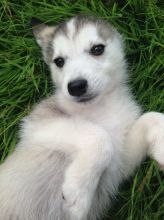 Adorable Husky Puppies Available