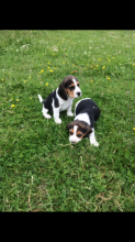 akc black-tan & white ticked male beagle