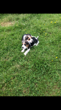 Akc Champion Beagle puppies for sale