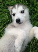 Akc registered Siberian Husky puppies