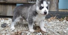 Beautiful Siberian Husky Puppies