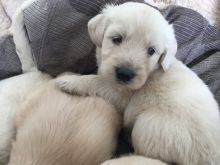 CKC Registered Golden Retriever Puppies