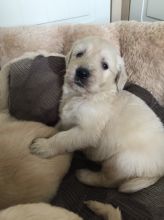 Golden Retriever Stud