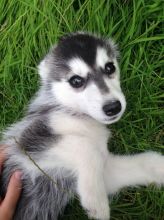 Lovely Blue Eyes Siberian Husky Puppies