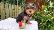 Male Yorkie Puppy