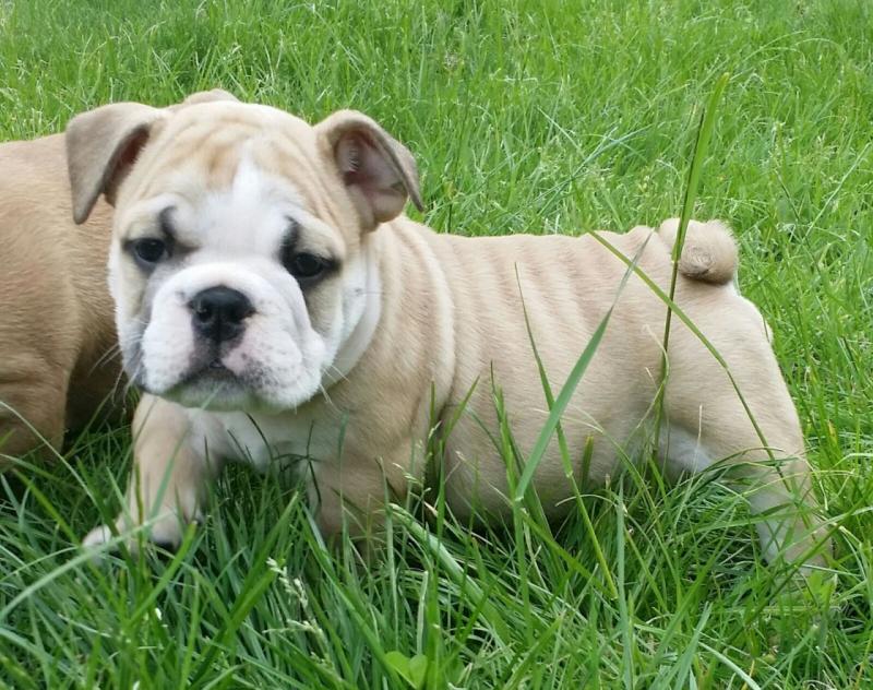 12 Weeks old English Bulldog Puppy - Image eClassifieds4u