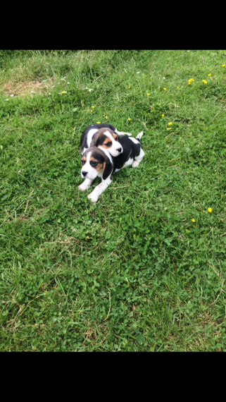 Akc Champion Beagle puppies for sale Image eClassifieds4u