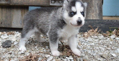 Blue Eye Siberian Husky Image eClassifieds4u