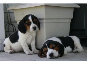 Charming Beagle Puppy for Adoption Image eClassifieds4u