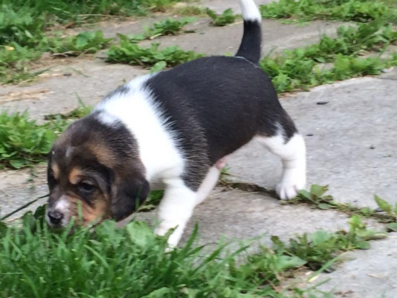 Kerry Beagle Puppies for Sale! Image eClassifieds4u