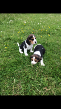 akc black-tan & white ticked male beagle Image eClassifieds4U