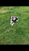 Beagle Puppies * ~ Taking Deposits Now Image eClassifieds4U