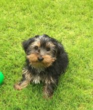 Cute Yorkie Puppy Image eClassifieds4U