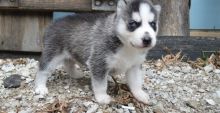 Siberian Husky Puppies! Image eClassifieds4U