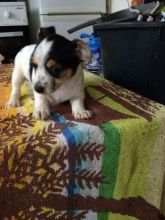 Stunning Jack Russell Puppies Image eClassifieds4U