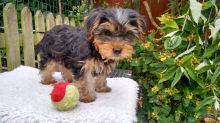 Yorkie puppy Image eClassifieds4U