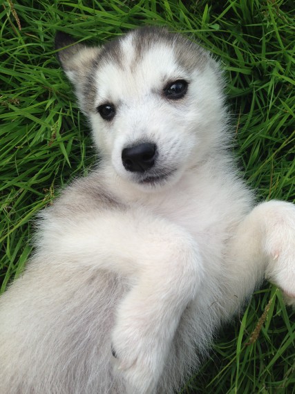Siberian Husky Puppy, Female Image eClassifieds4u