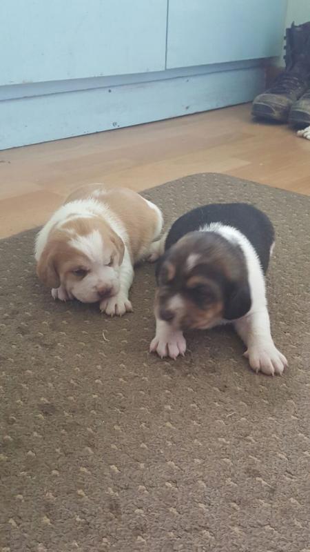 Tri Coloured Beagles Puppies Ready Now Image eClassifieds4u