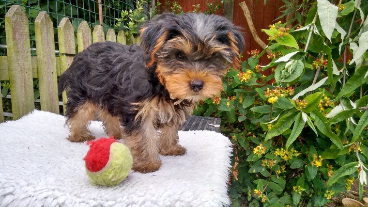 Yorkie puppy Image eClassifieds4u