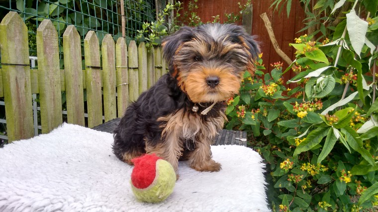 Yorkshire Terrier Puppy Image eClassifieds4u