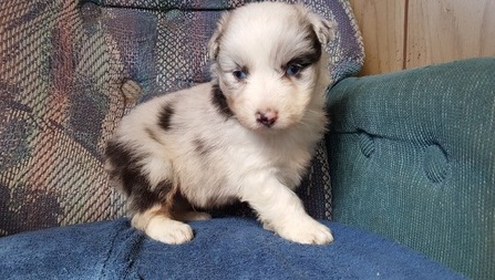 Available Australian Sherphed Male and Female Image eClassifieds4u