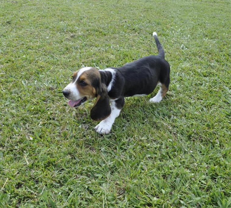 Beautifu Basset Hound male and Female puppies Image eClassifieds4u
