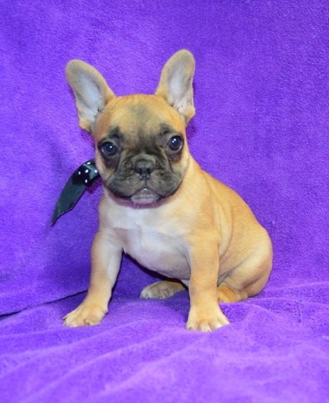 charming English Bulldog Male and Female Image eClassifieds4u