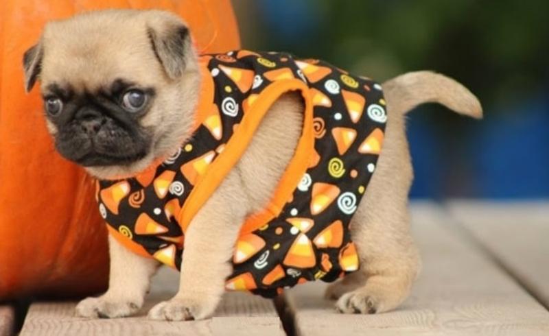 Charming Male and Female Pug puppies Image eClassifieds4u